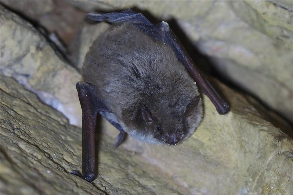 Die Teichfledermaus gehört zu den seltensten Fledermausarten in Sachsen und Deutschland.Ronny Goldberg/Sachsenforst/dpa