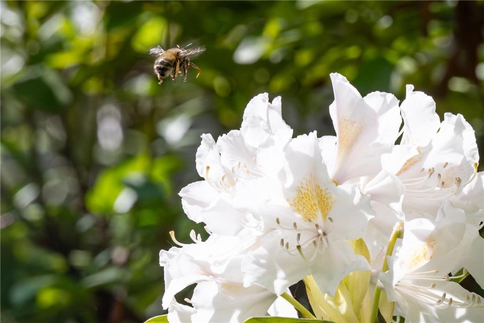 Die Temperaturen erreichen am Montag vielerorts um 20 Grad. Benjamin Westhoff/dpa