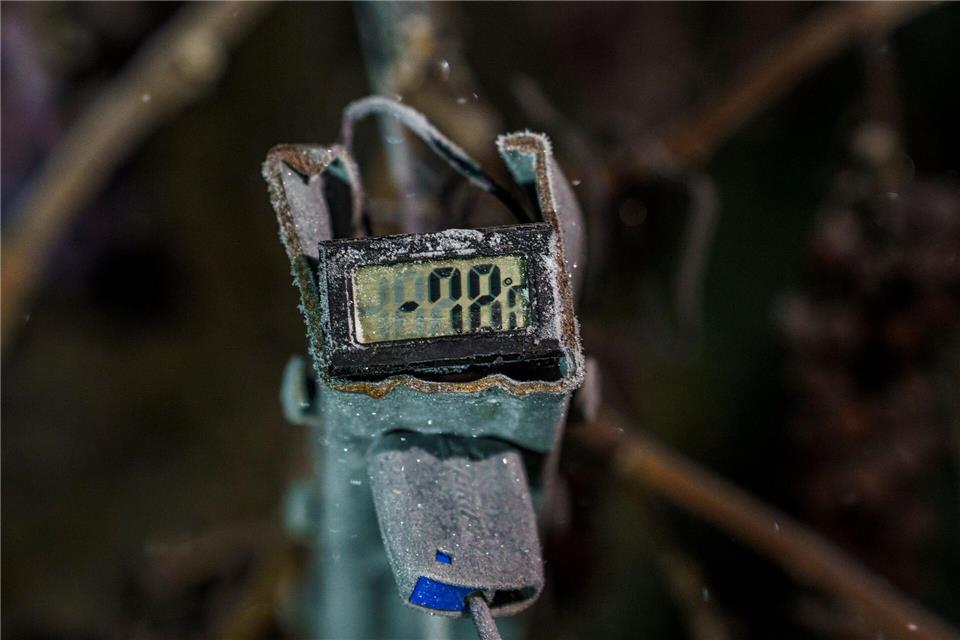 Die Temperaturen in Nieder-Olm waren für die Eisweinlese eisig genug. Andreas Arnold/dpa