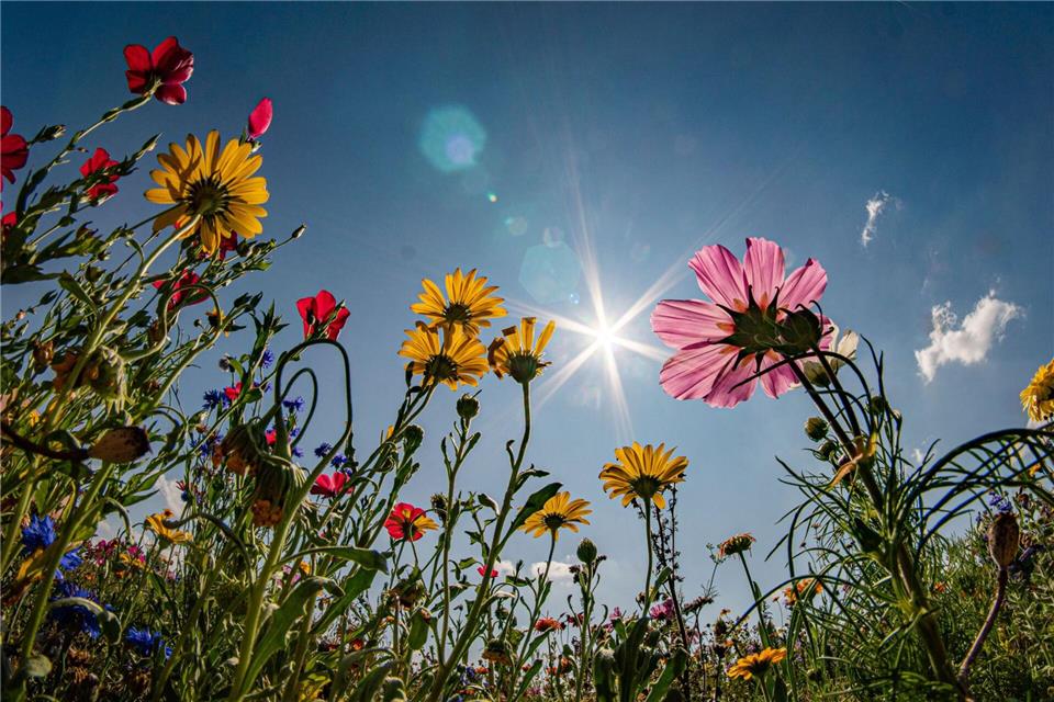 Die Temperaturen klettern am Wochenende auf bis zu 34 Grad. (Archivbild) Frank Rumpenhorst/dpa