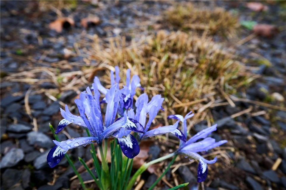 Die Temperaturen klettern in den nächsten Tagen in die Höhe.Sascha Ditscher/dpa