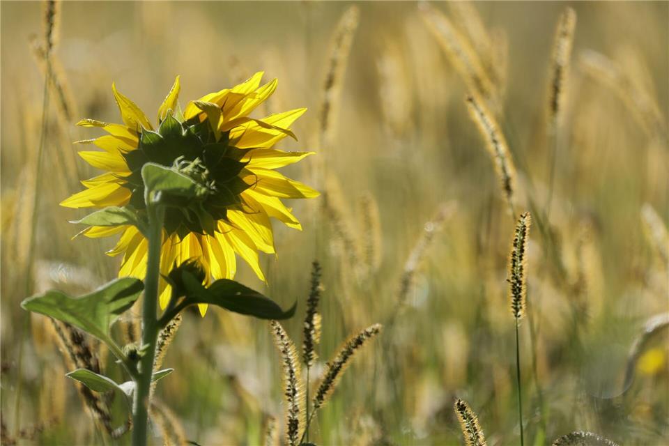 Die Temperaturen sollen im Südwesten zum Wochenende hin deutlich steigen. (Archivbild)Thomas Warnack/dpa