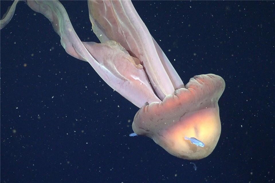 Die Tentakel der Qualle können bis zu zehn Meter lang werden. ROV SuBastian/Schmidt Ocean Institute/dpa