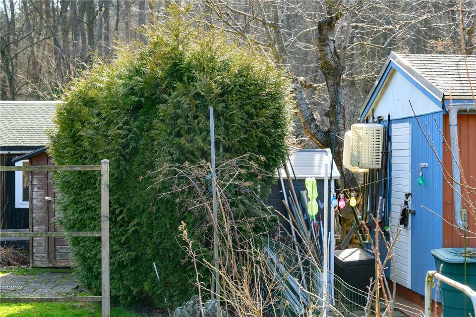 Die Thuja-Pflanze soll aus Brandenburgs Kleingärten verschwinden.Patrick Pleul/dpa