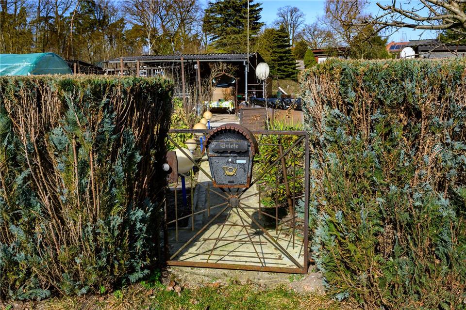 Die Thuja wird auch Lebensbaum genannt.Patrick Pleul/dpa