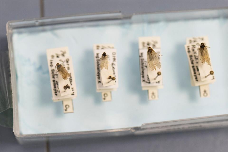 Die Tierchen übertragen Bakterien. Boris Roessler/dpa