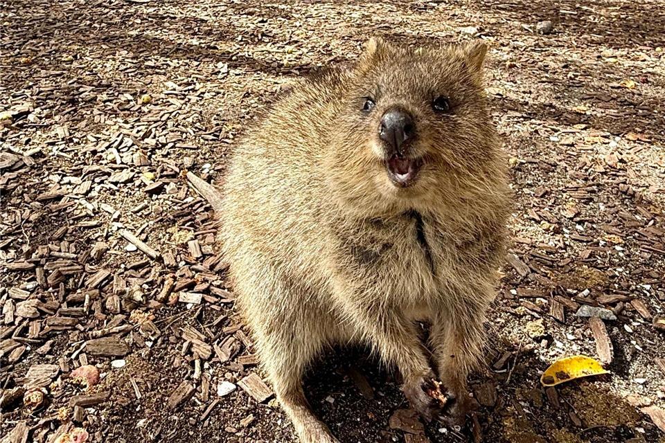 Die Tiere aus der Familie der Kängurus hüpfen auf Rottnest Island überall herum.Carola Frentzen/dpa