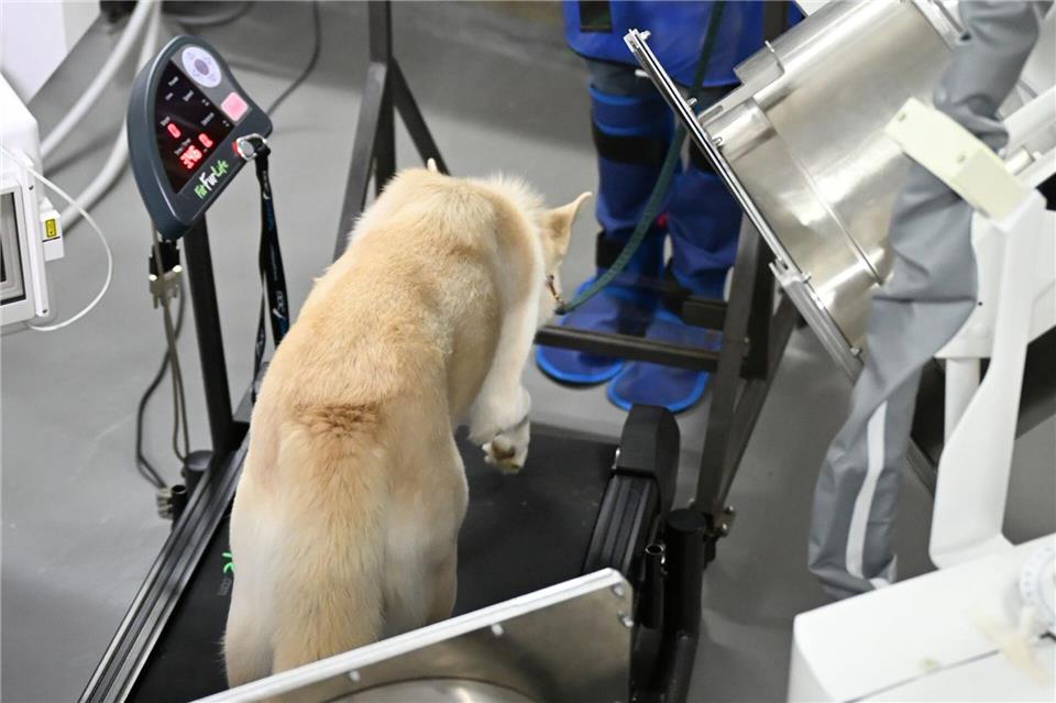 Die Tiere bewegen sich auf Laufbändern, während Röntgenbilder gemacht werden.Jennifer Brückner/dpa