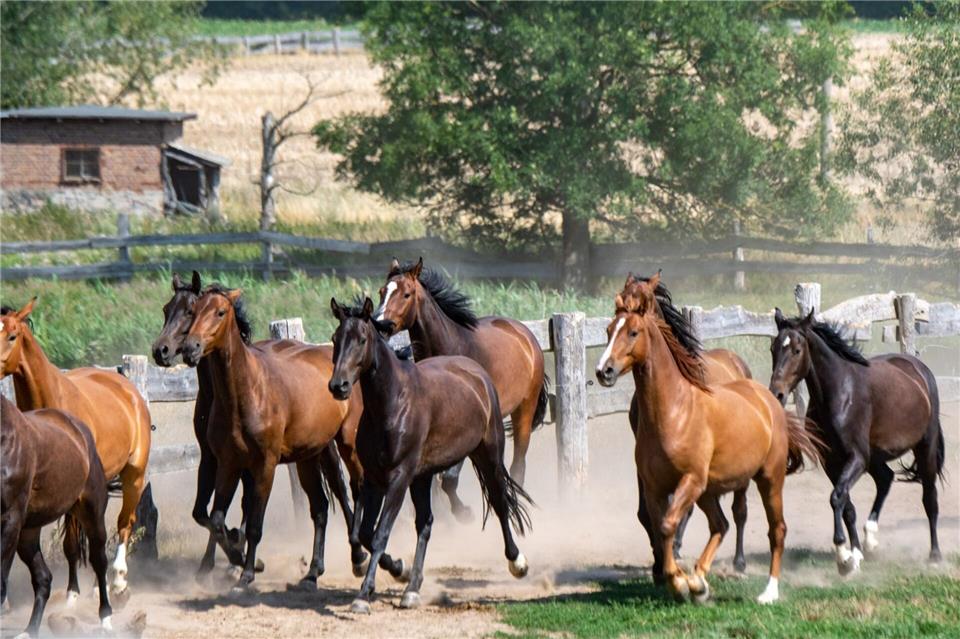 Die Tiere galoppierten auch durch das Stadtgebiet von Bautzen. (Symbolbild)Stefan Sauer/dpa/ZB
