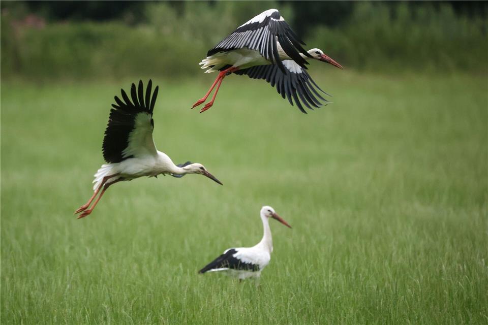 Die Tiere hatten dieses Jahr nicht überall genügend zu fressen. (Archivbild)Thomas Warnack/dpa
