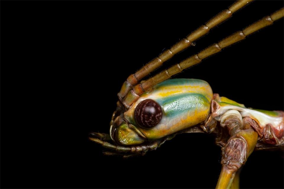 Die Tiere können Pflanzenteile wie Äste oder Blätter nachahmen, um sich zu tarnen. (Handout)Braxton Jones/University of Sydney/dpa
