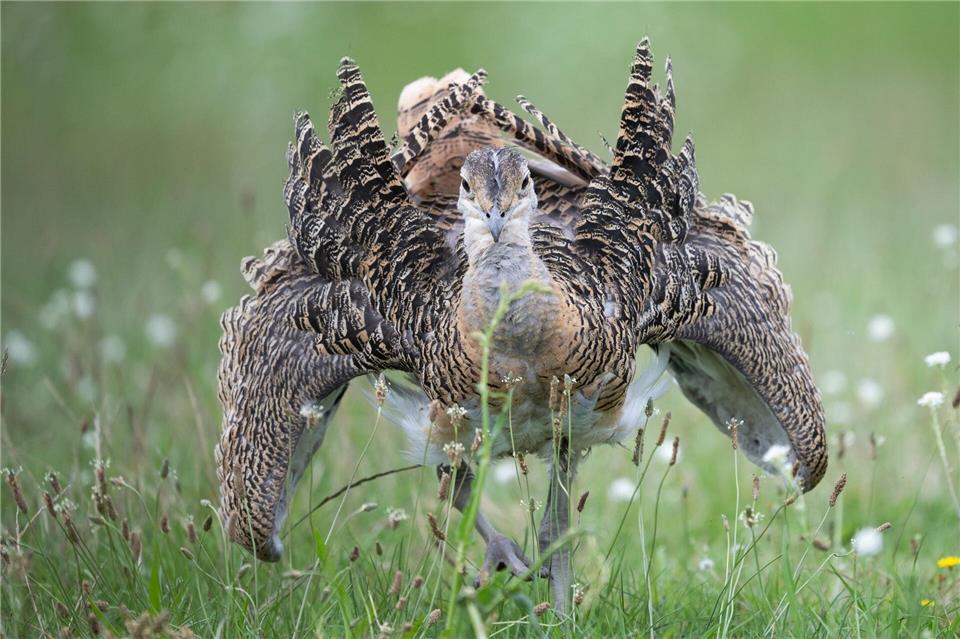 Die Tiere können bis zu 17 Kilogramm schwer werden. (Archivbild)Sebastian Christoph Gollnow/dpa