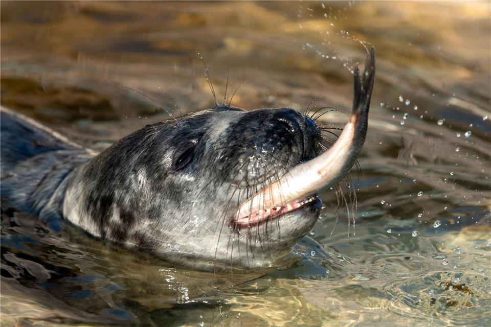 Die Tiere müsse sich vor ihrer Auswilderung ein Mindestgewicht anfuttern.Daniel Bockwoldt/dpa/Daniel Bockwoldt