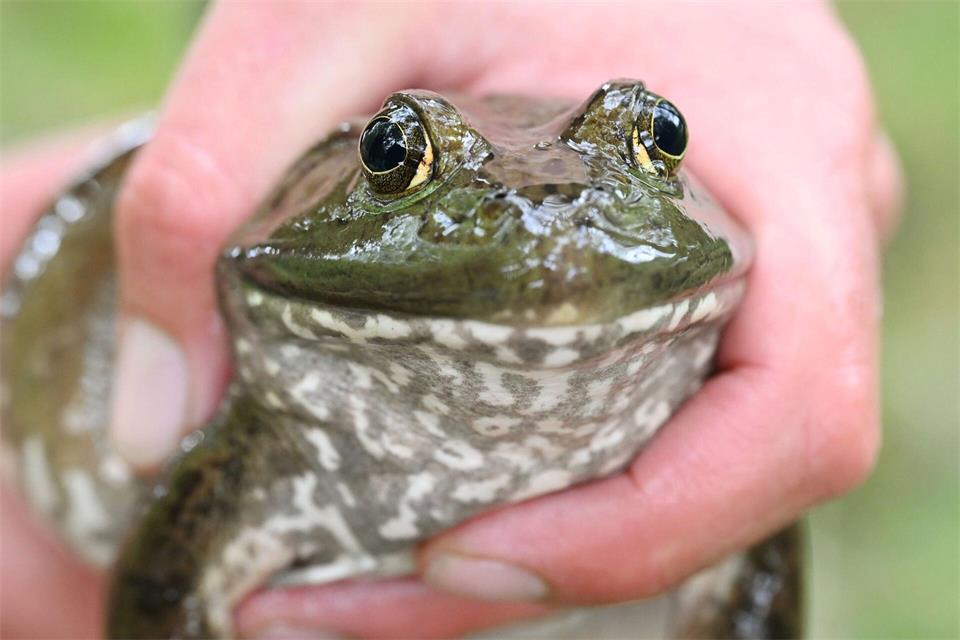 Die Tiere sind eingewandert und eine Gefahr für die hiesige Fauna. (Archivbild)Uli Deck/dpa