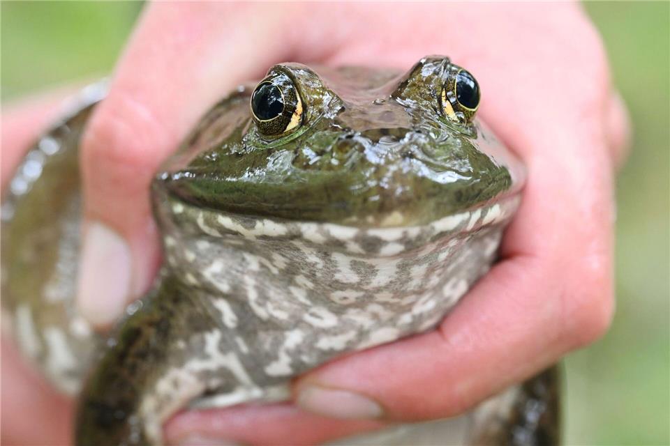 Die Tiere sind eingewandert und eine Gefahr für hiesige Fauna. (Archivbild)Uli Deck/dpa