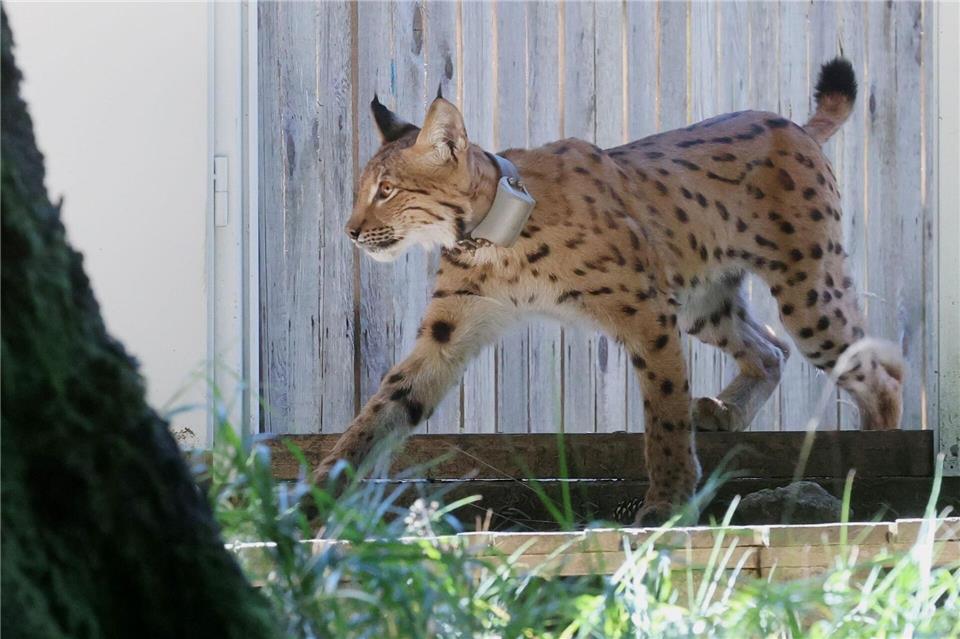 Die Tiere tragen ein Halsband mit einem Sender.Bodo Schackow/dpa