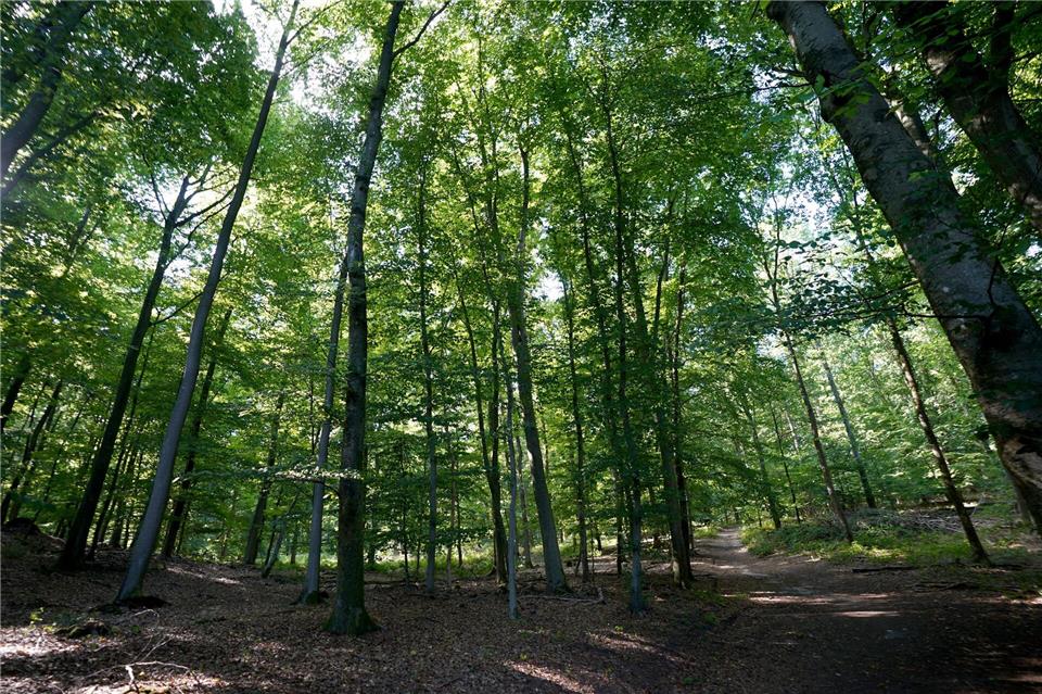 Der Goldschakal breitet sich in Schleswig-Holstein aus Die Tiere werden häufiger gesichtet im Norden. (Symbolbild)Marcus Brandt/dpa