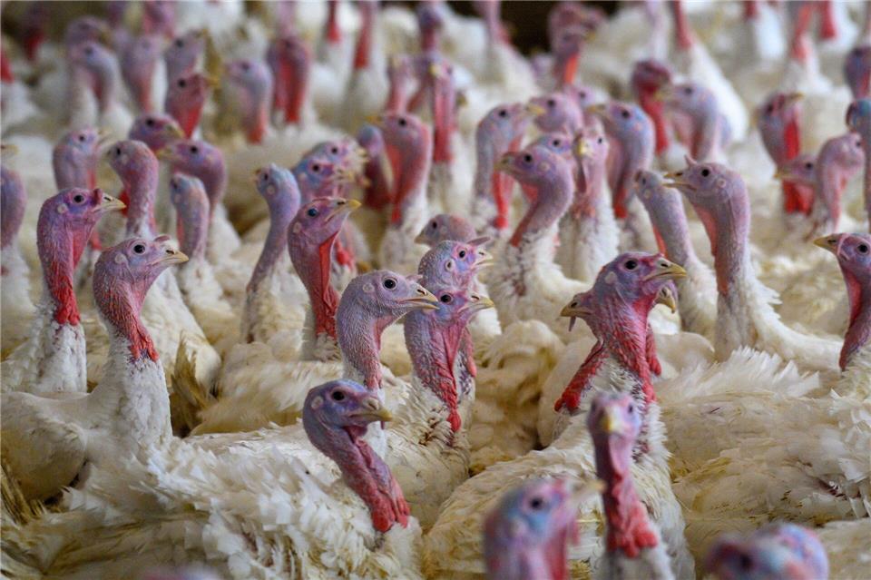 Die Tiere wurden „tierschutzgerecht“ getötet, hieß es. (Symbolbild)Klaus-Dietmar Gabbert/dpa