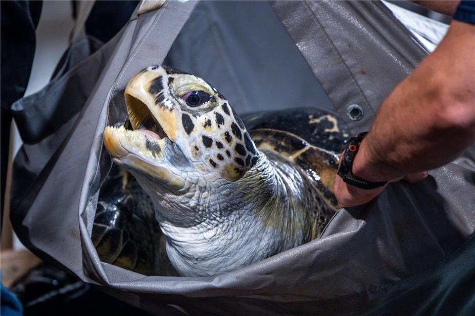 Die Tiere wurden von Mitarbeitern in einem Tuch getragen. Jens Büttner/dpa