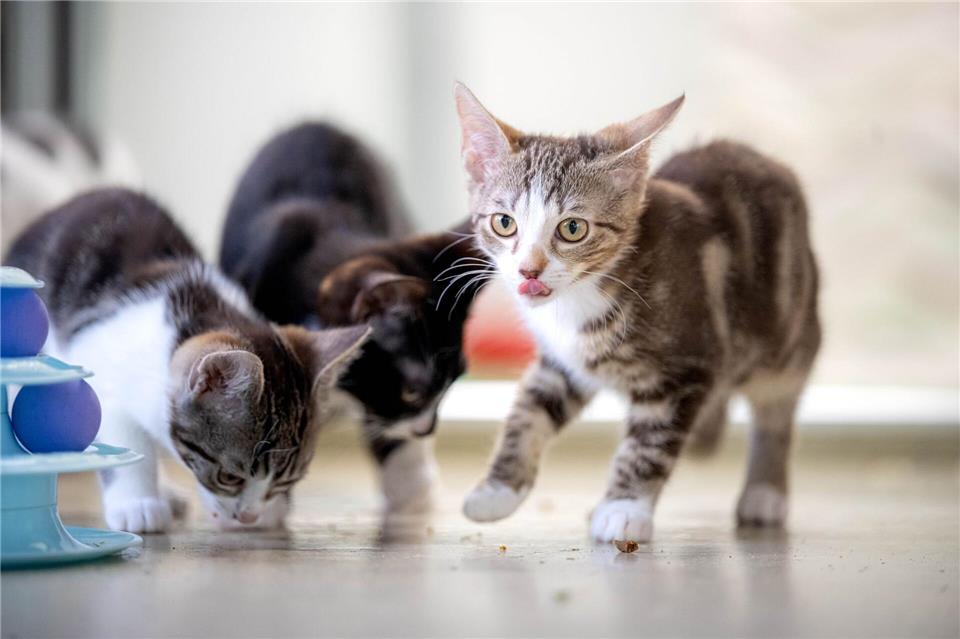 Die Tierheime müssen sich um viele junge Katzen kümmern. (Archivbild)Sina Schuldt/dpa