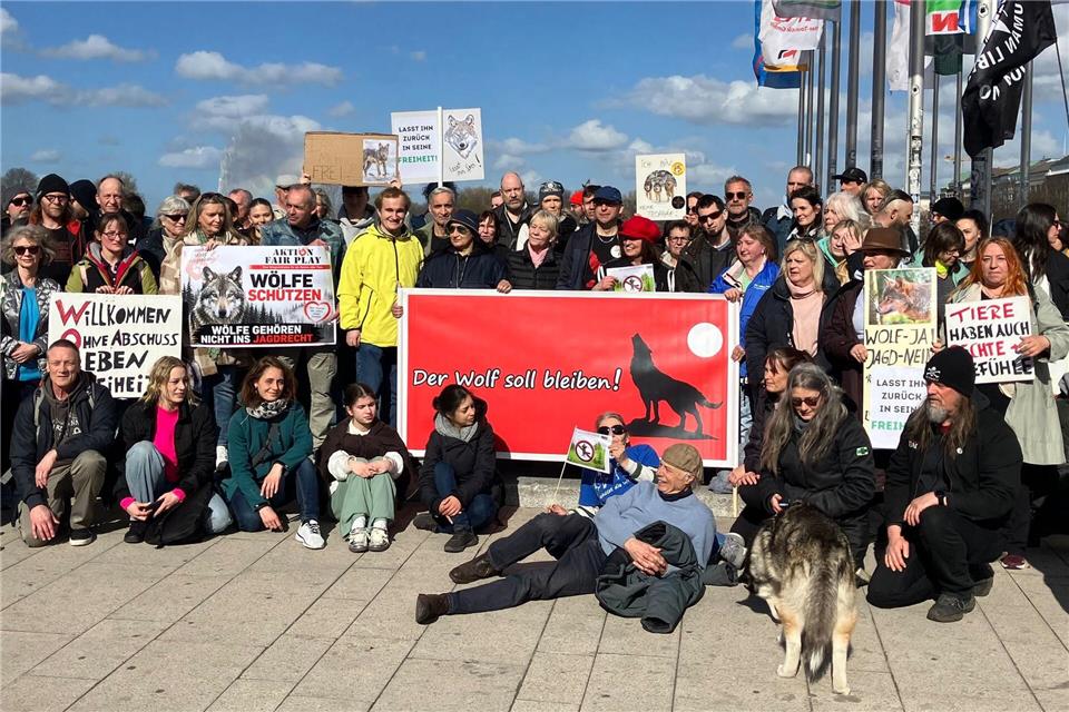 Die Tierschützer fordern von der Hamburger Umweltbehörde, den eingefangenen Wolf wieder freizulassen.Markus Klemm/dpa