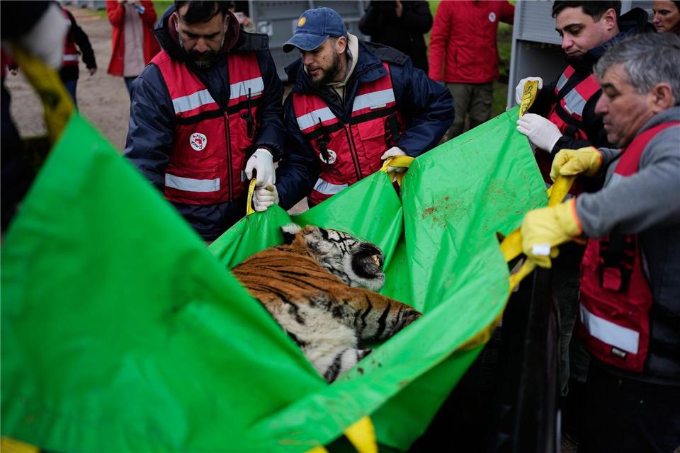 Die Tierschutzorganisation Vier Pfoten leitet die Rettungsaktion.Natacha Pisarenko/AP/dpa