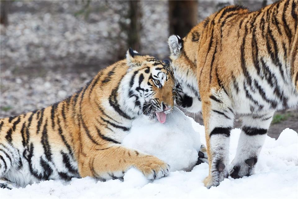 Die Tiger im Tierpark Hagenbeck lieben den Schnee (Archivfoto).Georg Wendt/dpa