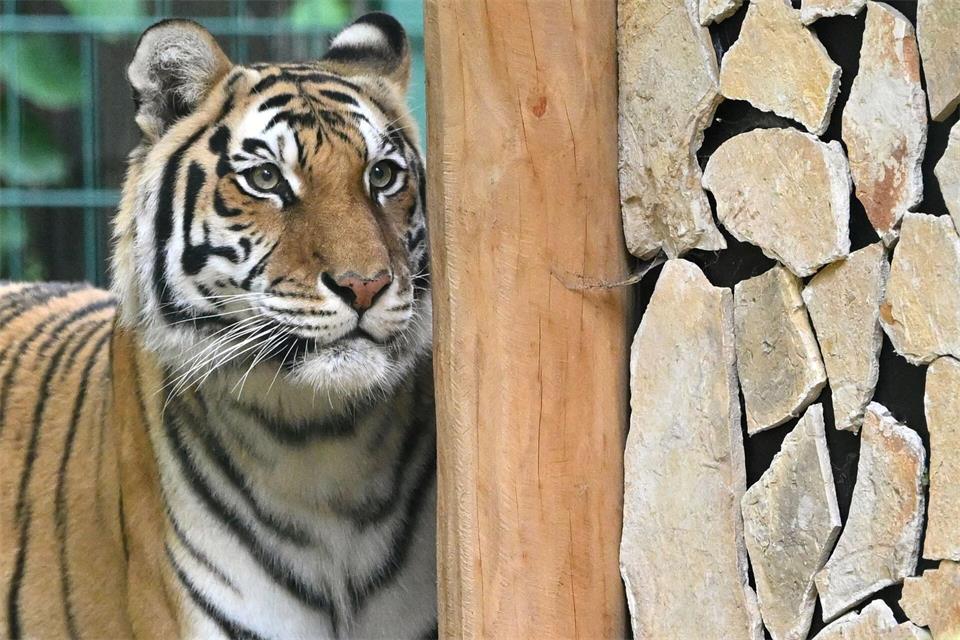 Die Tigerin Mara ist 13 Jahre alt.Martin Schutt/dpa