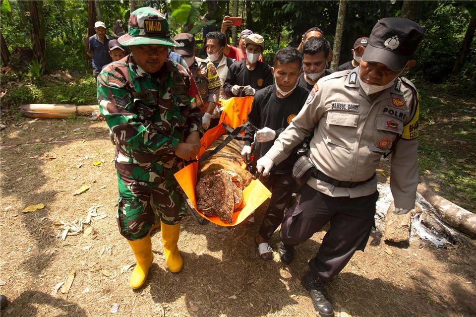 Die Tigerin soll bald wieder freigelassen werden.Andri Mardiansyah/XinHua/dpa