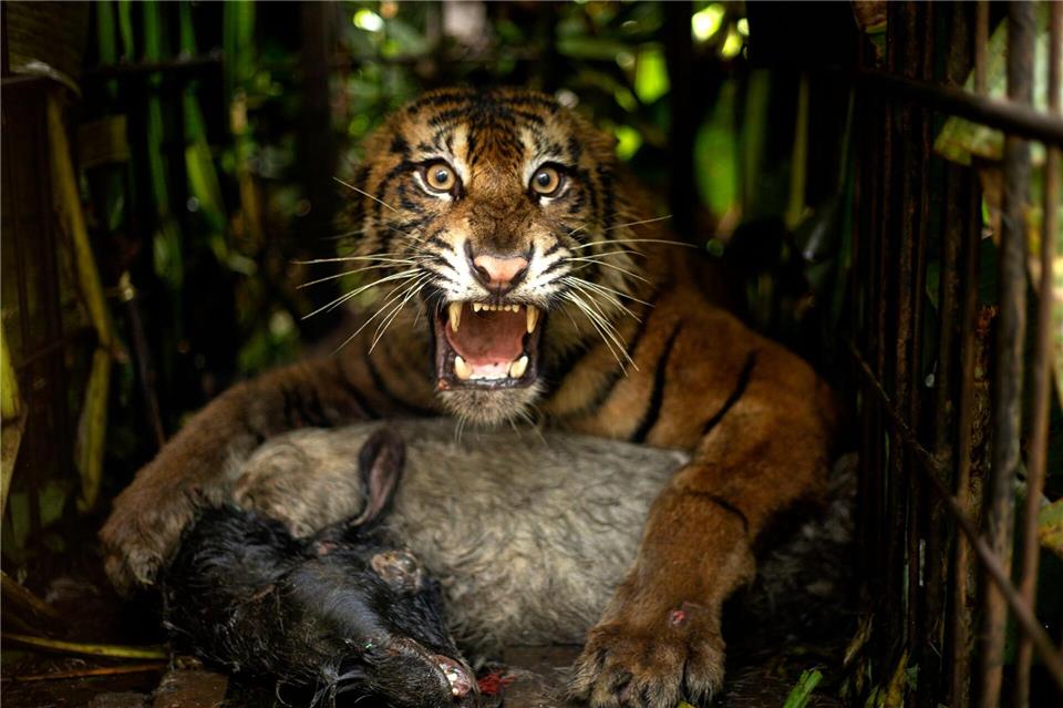Die Tigerin wurde mit einem Ziegenkadaver angelockt.Andri Mardiansyah/XinHua/dpa