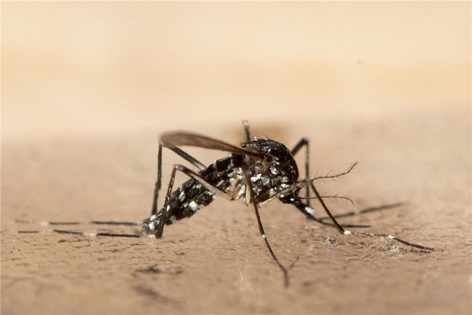 Die Tigermücke kann Krankheiten wie das Dengue- und Chikungunya-Virus auf den Menschen übertragen. (Symbolbild) Ennio Leanza/Keystone/dpa