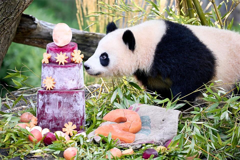 Die Torte steckt gefrorener Saft aus Karotten und Rote Beete.Michael Ukas/dpa