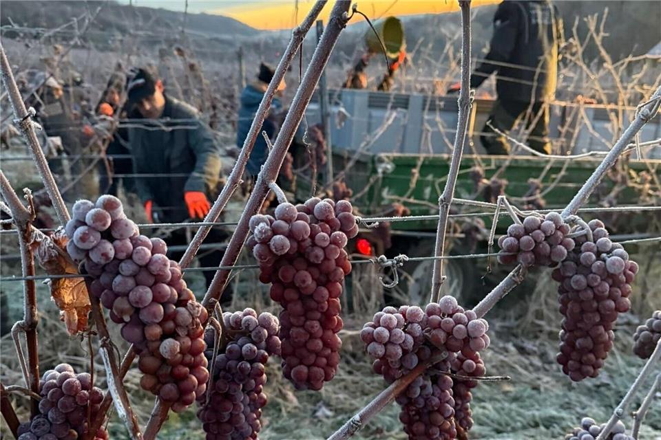 Die Trauben sind gefroren. Kathrin Clauß/Thüringer Weingut Bad Sulza/dpa