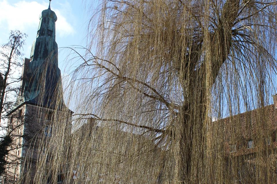 Die Trauerweide ist von einem Pilz befallen. Es besteht die Gefahr, dass der Baum abbrechen oder umstürzen könnte.