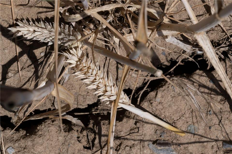 Die Trockenheit belastet auch die Vegetation. (Archivbild)Marijan Murat/dpa