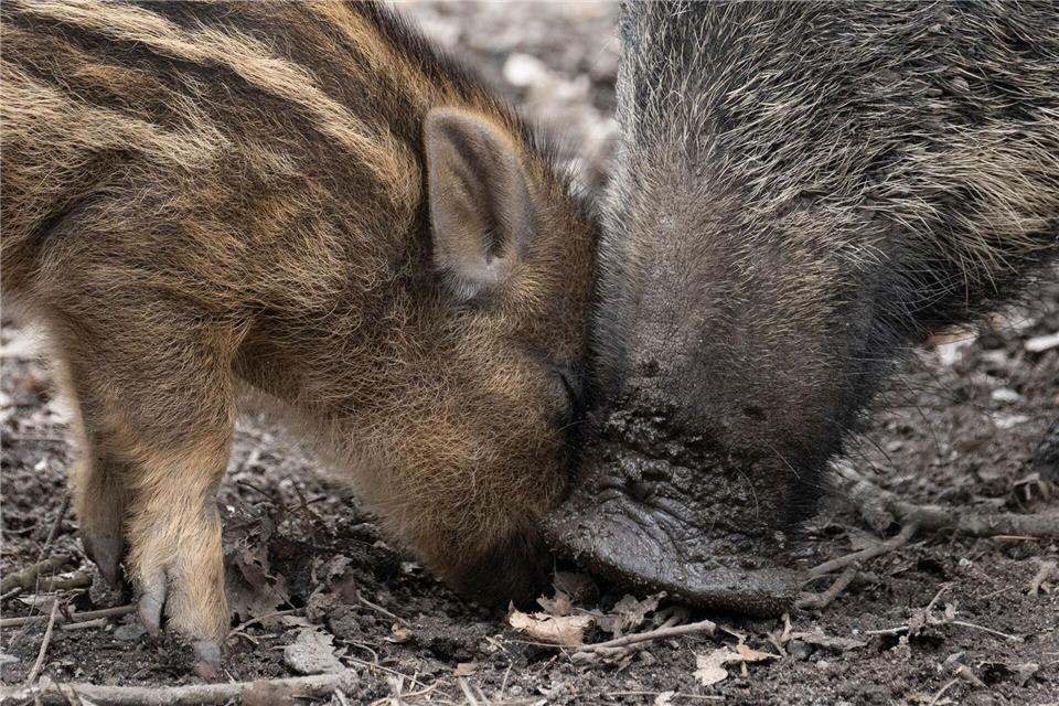 Die Trockenheit erschwert Wildschweinen die Nahrungssuche: Durch den trockenen Boden gelangen sie nur schwer an Würmer und Larven. (Symbolbild) Boris Roessler/dpa