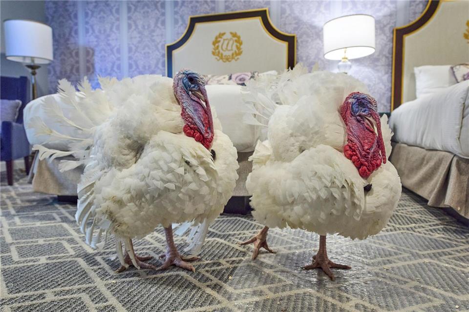 Die Truthähne „Waddle“ und „Gobble“, die vor Thanksgiving symbolisch vom US-Präsidenten „begnadigt“ werden, stehen in ihrem Hotelzimmer.Jacquelyn Martin/AP/dpa
