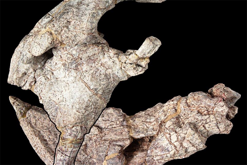 Die Überreste - die Vorderseite des Schädels und Unterkiefers - stammen aus den Manda Beds im Süden Tansanias. onathan Jackson, Hady George/University of Bristol/dpa