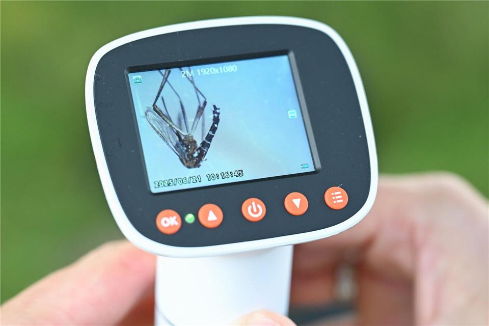 Die Überwachung der Asiatischen Tigermücke wird im Norden ausgeweitet. Julian Stratenschulte/dpa