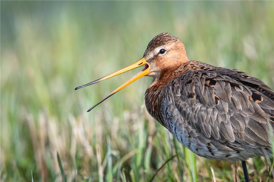 Die Uferschnepfe ist gefährdet. (Archivbild)Sina Schuldt/dpa