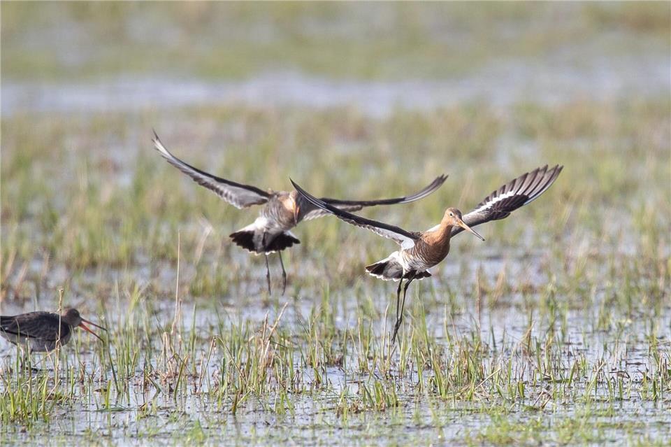 Die Uferschnepfen kommen derzeit aus ihren Überwinterungsgebieten zurück nach Niedersachsen. (Archivbild)Sina Schuldt/dpa