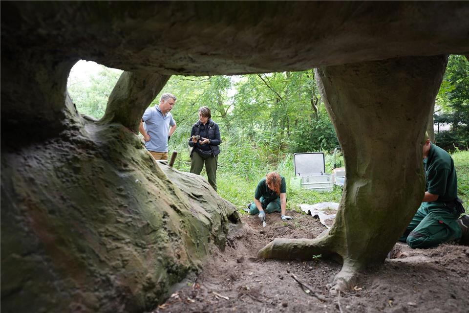Die Untersuchung am Allosaurus soll als eine Art Muster dienen.Marcus Brandt/dpa