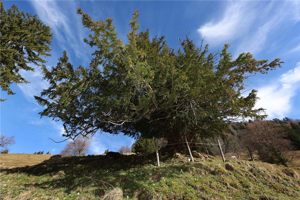 Die „Ureibe“ ist möglicherweise Deutschlands ältester bekannter Baum.Karl-Josef Hildenbrand/dpa