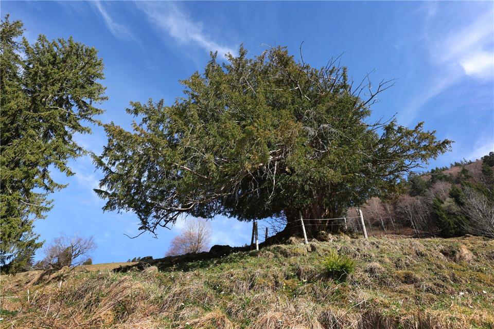 Die „Ureibe“ steht einzeln und frei auf einer Almwiese. Karl-Josef Hildenbrand/dpa
