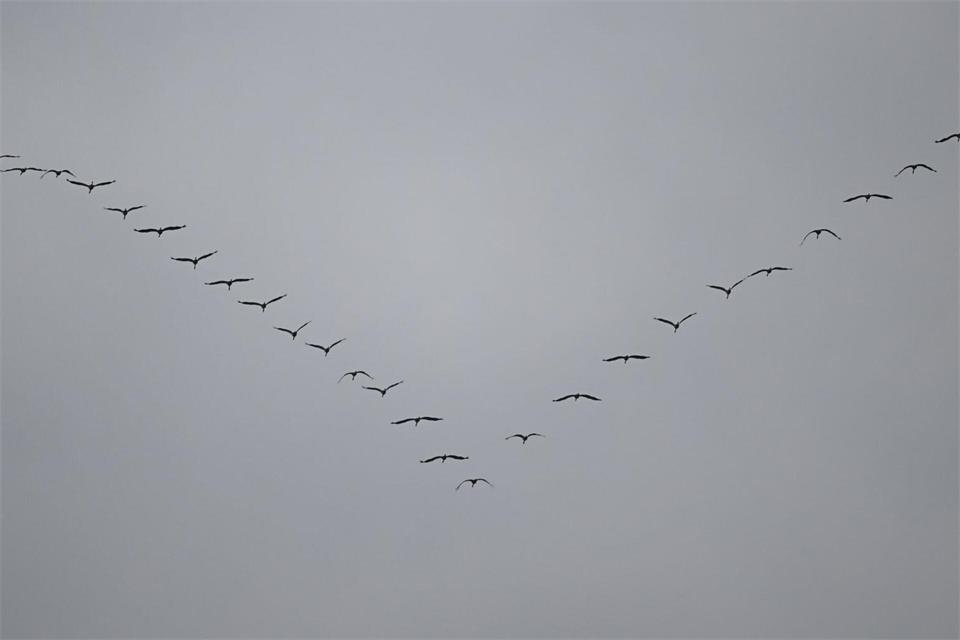 Die V-förmige Flugformation ist typisch für Kraniche. (Archivbild)Arne Dedert/dpa
