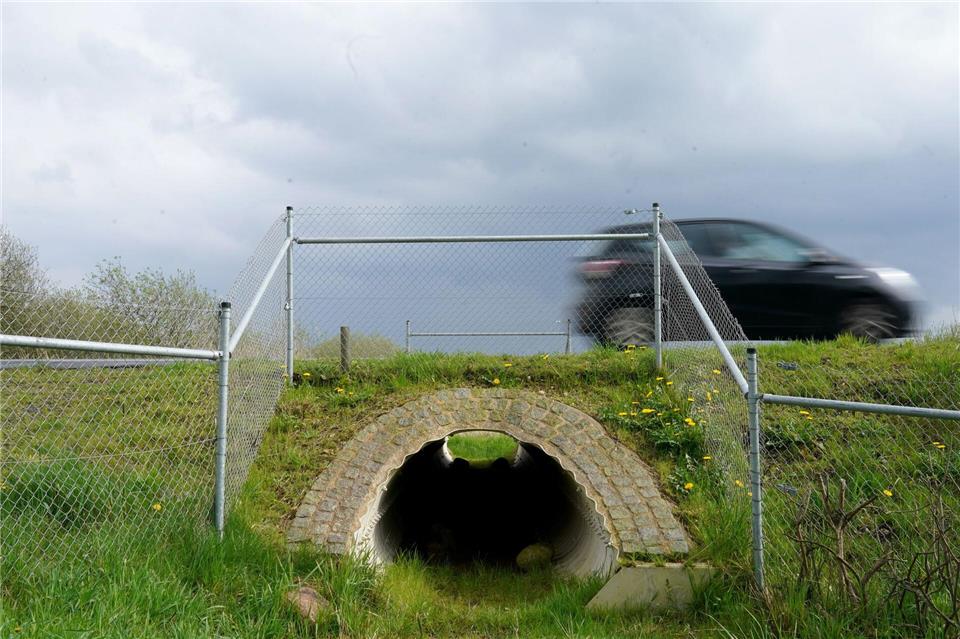 Die Verbesserung der Durchgängigkeit von Gewässern helfen dem Fischotter bei seiner Rückkehr. (Archivbild)Marcus Brandt/dpa