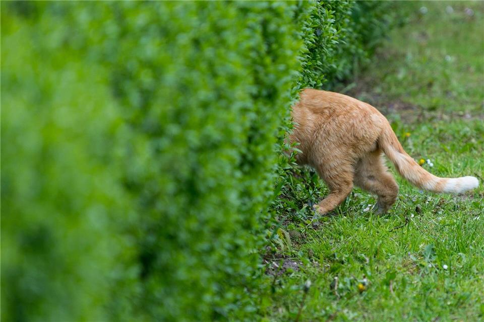 Die Verordnung soll die unkontrollierte Vermehrung streunender Katzen eindämmen. (Symbolbild)Patrick Pleul/dpa-Zentralbild/dpa