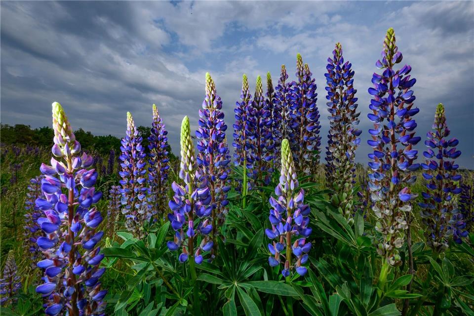 Die Vielblättrige Lupine, auch Stauden-Lupine genannt, kann zur Bedrohung für die etablierte Bergwiesen-Flora werden. (Symbolbild)Patrick Pleul/dpa