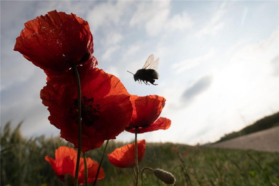 Die Vielfalt der Insekten ist stark gesunken (Symbolbild).Sebastian Gollnow/dpa