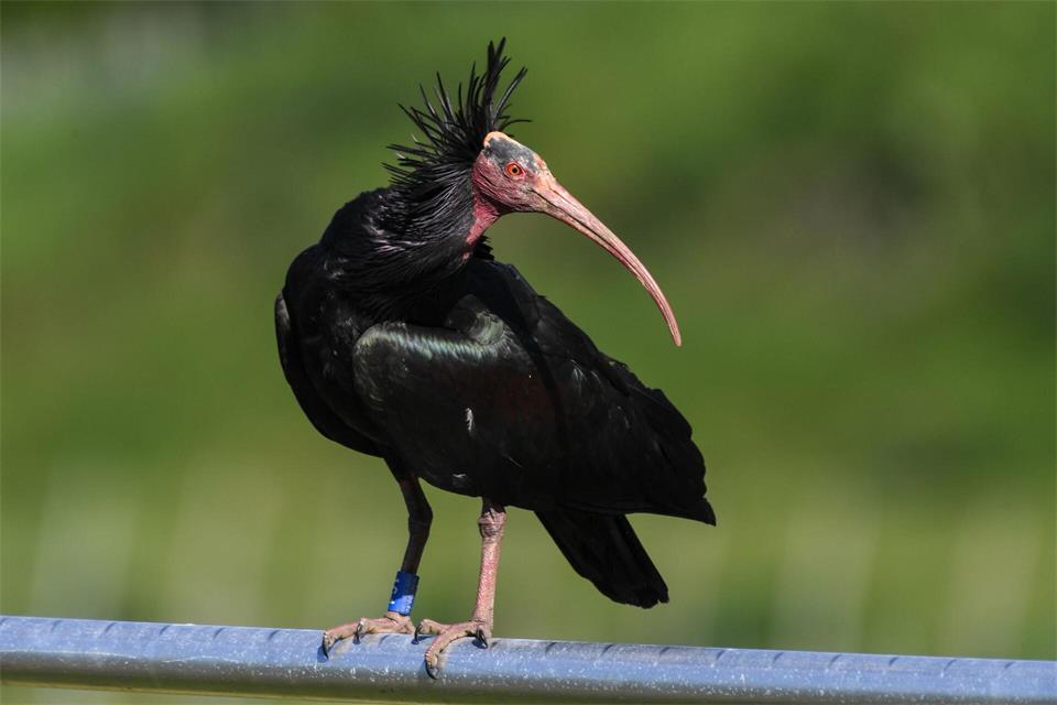 Die Vögel sind selten in Deutschland. (Archivbild) Felix Kästle/dpa